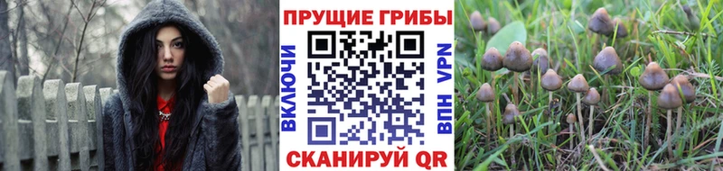 Псилоцибиновые грибы прущие грибы  Камбарка 